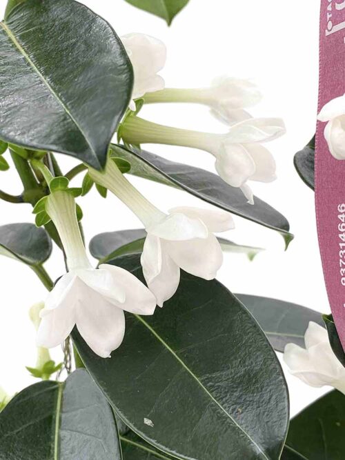 Stephanotis - Imagen 3