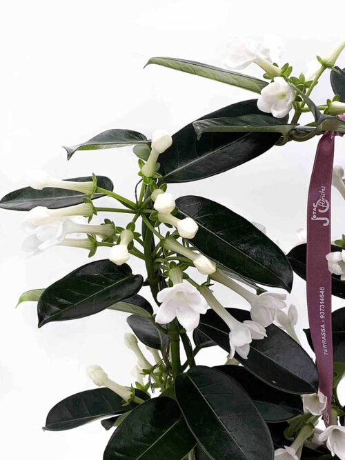 Stephanotis - Imagen 2