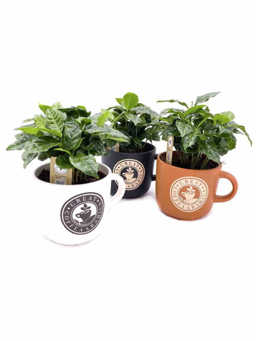 Café a la Taza, El café que no quita el sueño y despierta el sentido de la vista y el olfato, la auténtica planta de Café Arábica, una curiosa y bonita planta germinada de los granos de café presentada en un tazón cerámico grande