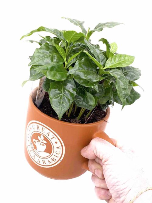 Taza de Café - Imagen 4