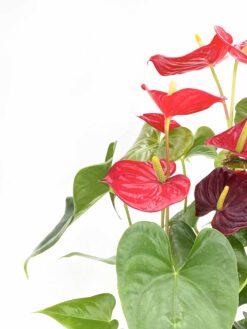 Anthurium planta del amor