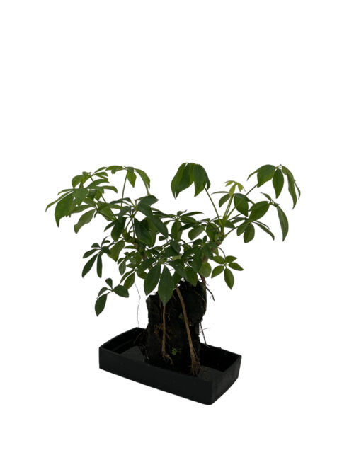 Schefflera Lava - Imagen 4