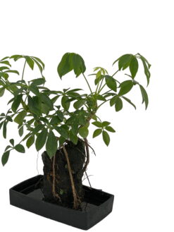 Entregamos tu Schefflera Lava a todos los domicilios de Terrassa, Sabadell, Sant Cugat del Valles, Rubí, Sant Quirze del Valles. Ullastrel, Viladecavalls y matadepera. Con tu mensaje personalizado en una tarjeta Gratis.