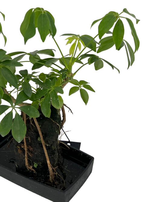 Schefflera Lava - Imagen 3