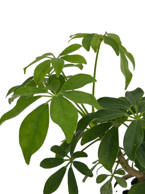 Schefflera Lava - Imagen 2