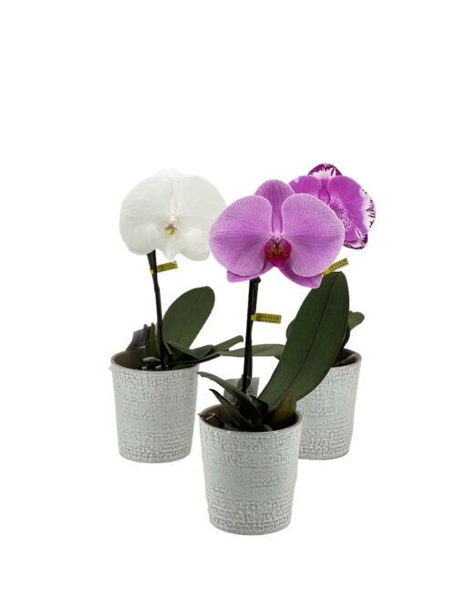 Orquídea Singolo - Imagen 5