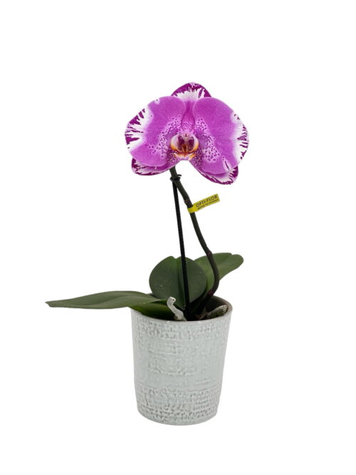 Orquídea Singolo