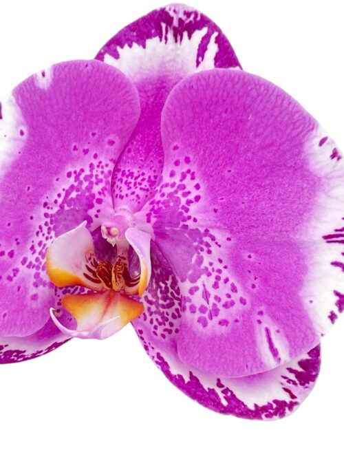 Orquídea Singolo - Imagen 4