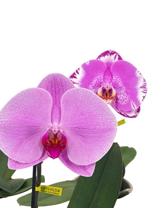 Orquídea Singolo - Imagen 3