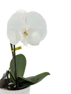 Alternative view of Orquídea Singolo