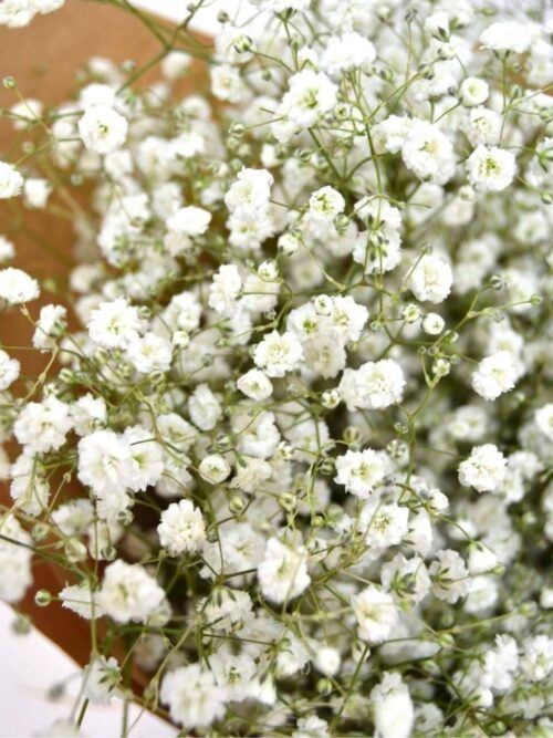 Paniculata - Imagen 5