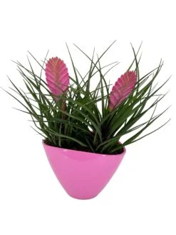 Tillandsia cyanea Entregamos tu pedido floral a todos los domicilios de Terrassa, Sabadell, Sant Cugat del Valles, Rubí, Sant Quirze del Valles. Ullastrel, Viladecavalls y matadepera. Con tu mensaje personalizado en una tarjeta "Gratis".