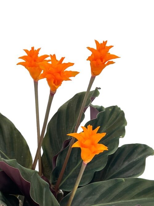 Alternative view of Crocata
