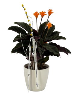 Crocata Entregamos tu pedido floral a todos los domicilios de Terrassa, Sabadell, Sant Cugat del Valles, Rubí, Sant Quirze del Valles. Ullastrel, Viladecavalls y matadepera. Con tu mensaje personalizado en una tarjeta 