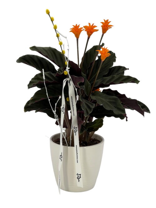 Crocata Entregamos tu pedido floral a todos los domicilios de Terrassa, Sabadell, Sant Cugat del Valles, Rubí, Sant Quirze del Valles. Ullastrel, Viladecavalls y matadepera. Con tu mensaje personalizado en una tarjeta "Gratis".