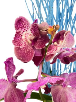 Alternative view of Orquídea Vanda