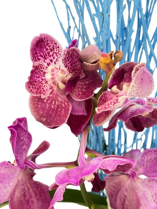 Alternative view of Orquídea Vanda