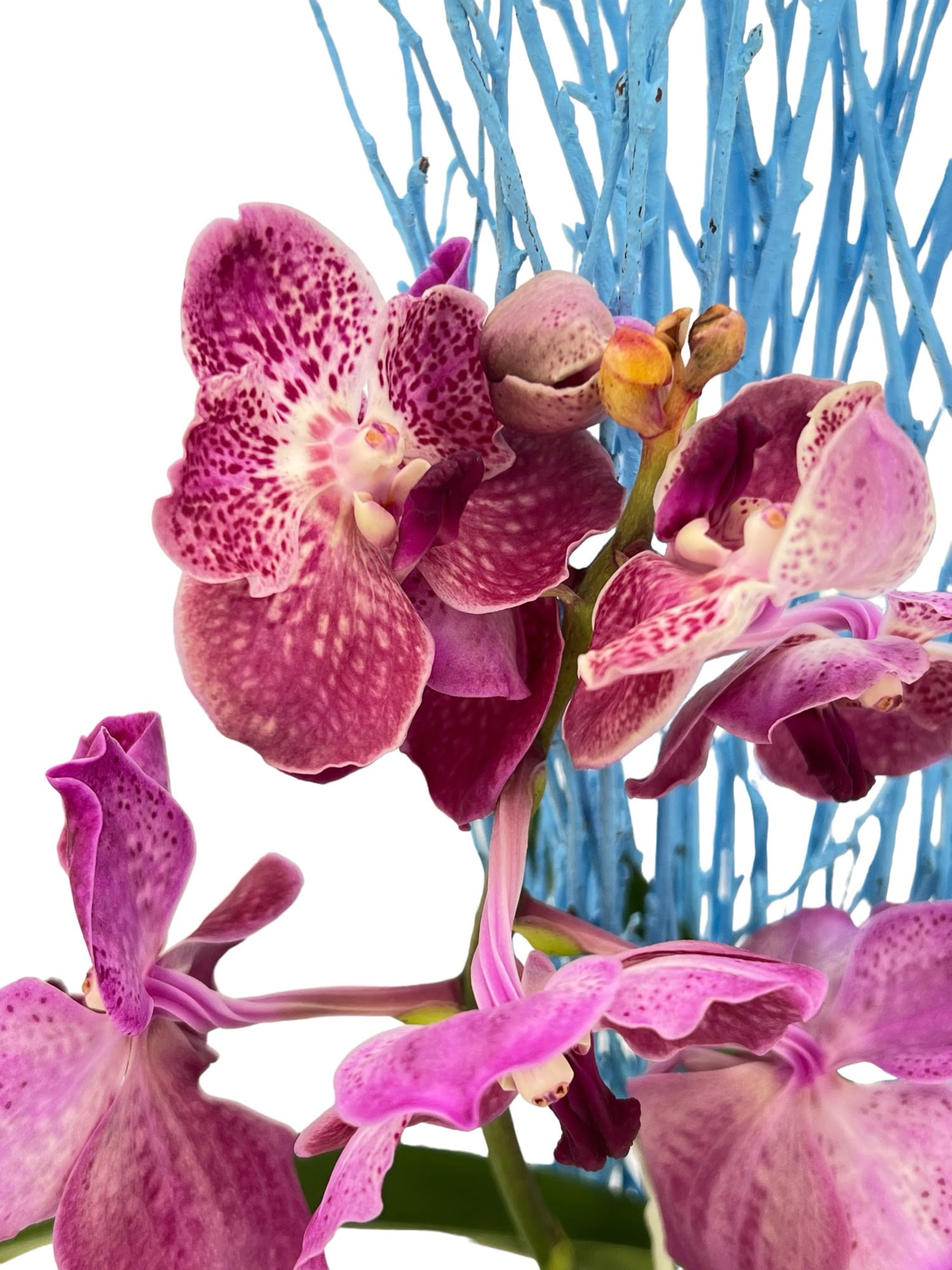 Orquídea Vanda - Imagen 2