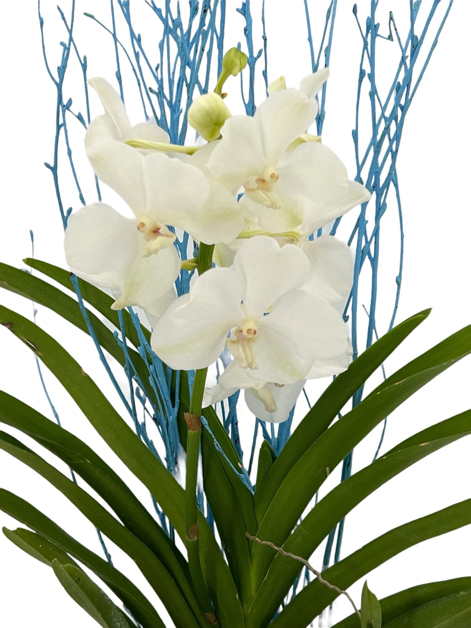 Orquídea Vanda - Imagen 3