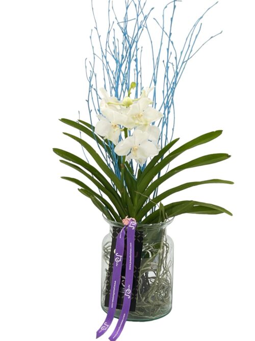 Orquídea Vanda - Imagen 4