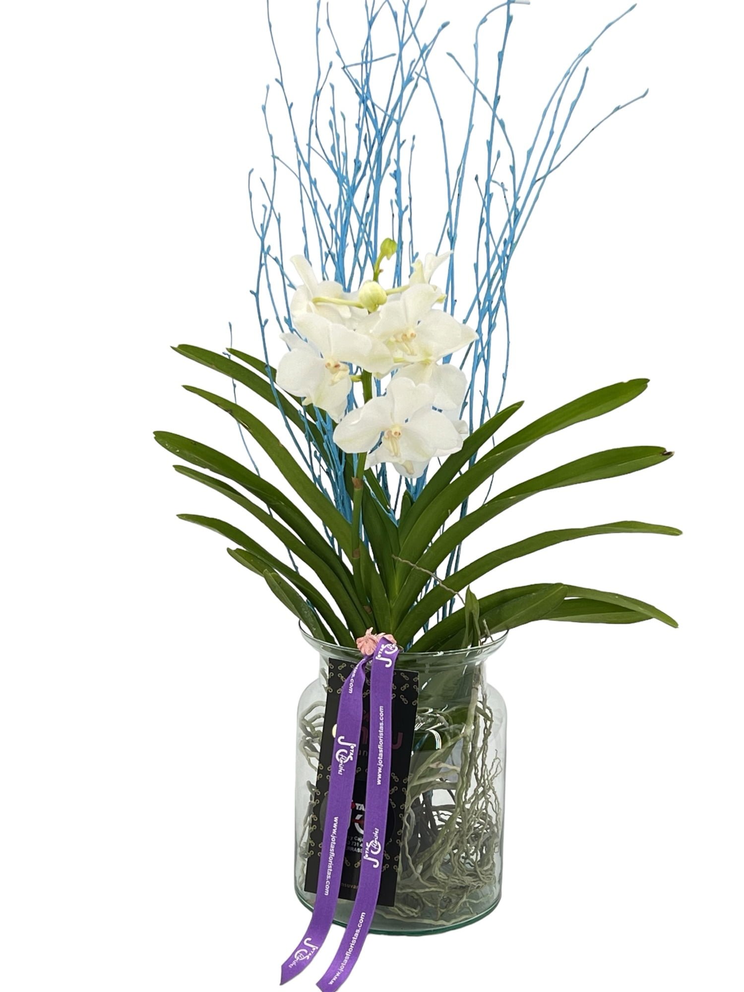 Orquídea Vanda - Imagen 4