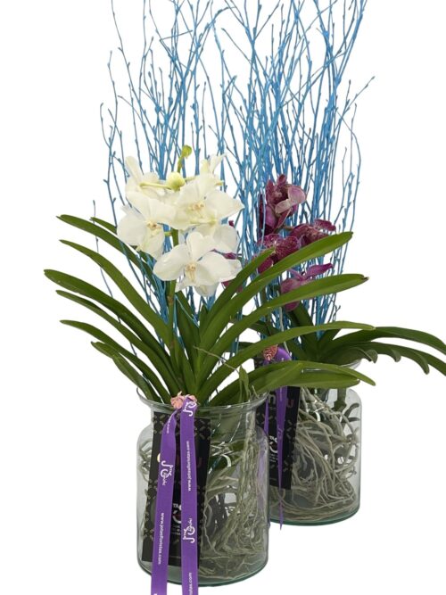 Orquídea Vanda