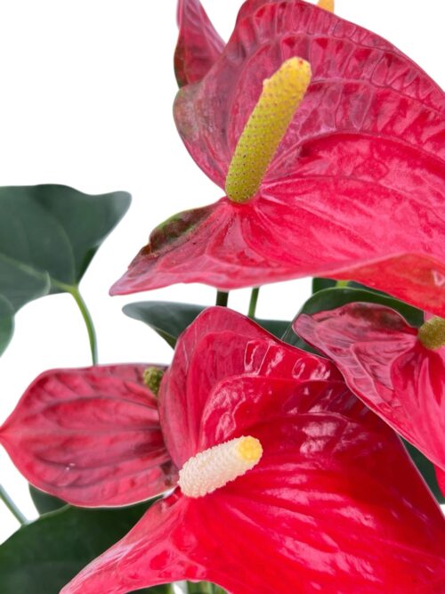 Anthurium Aqua - Imagen 3