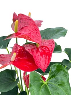 Alternative view of Anthurium Aqua