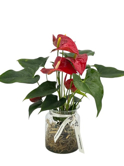 Anthurium Aqua