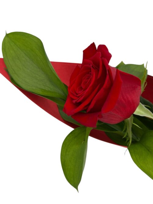 Rosa LOVE - Imagen 3