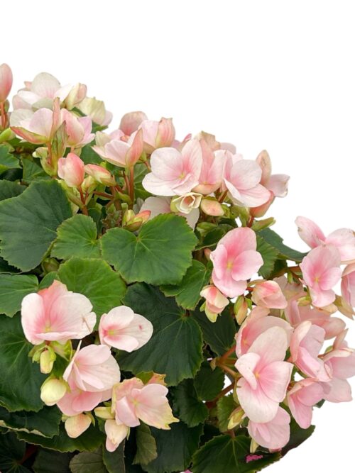 Betulia - Imagen 3