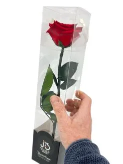 Rosa Preservada