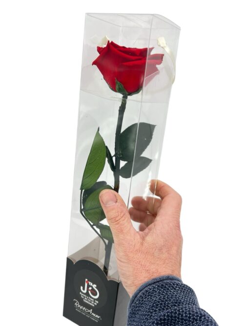 Rosa Preservada