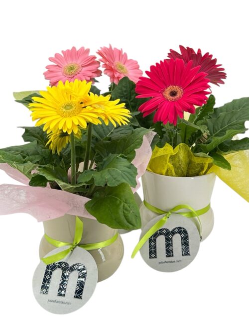 Gerbera