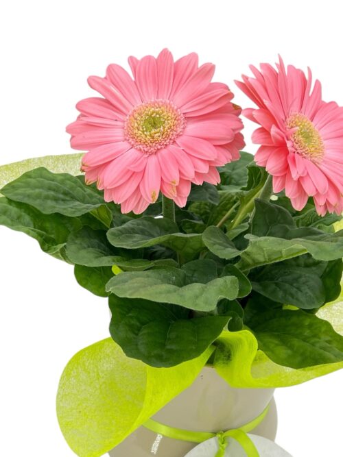 Alternative view of Gerbera