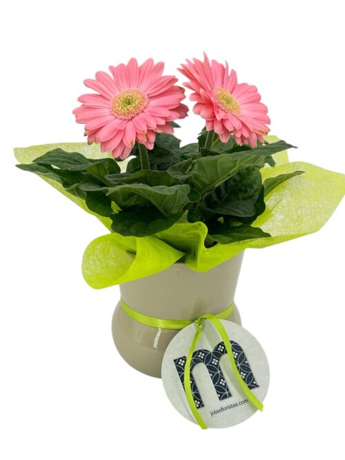 Gerbera - Imagen 3