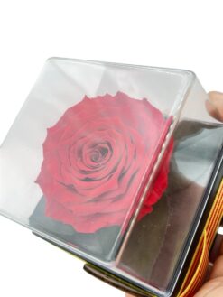 Alternative view of Taco