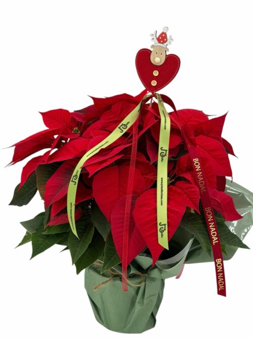 Poinsettia Kraft - Imagen 2