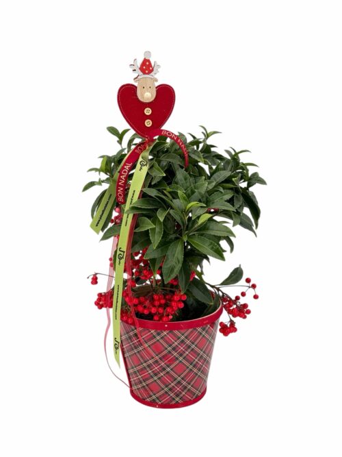 ardisia grenata