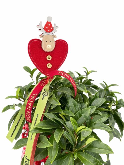 Ardisia - Imagen 2