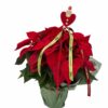Pascuero planta navidad ponsetia