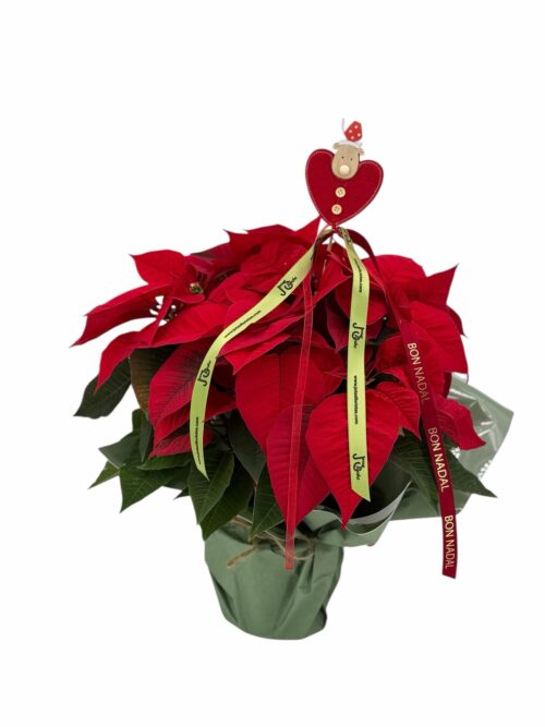 Pascuero planta navidad ponsetia