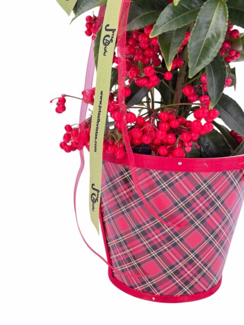 Ardisia - Imagen 3