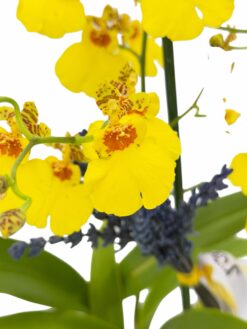 Alternative view of Orquídea Oncidium