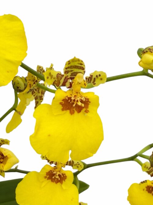 Orquídea Oncidium - Imagen 3