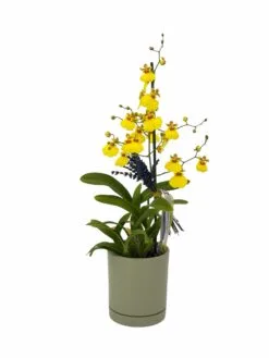 compra ahora tu orquidea oncidium par entregar a domicilio