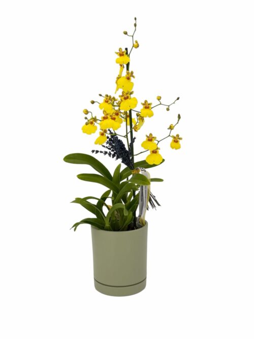 Orquídea Oncidium - Imagen 4