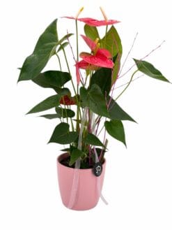 Anthurium