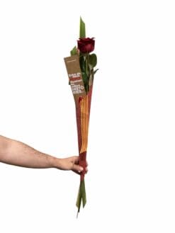 Alternative view of Rosa UNICA