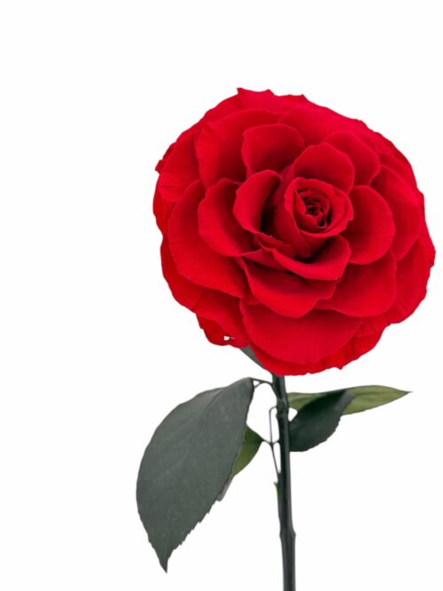 Rosa Eterna XXL, La Bella y La Bestia - Imagen 4